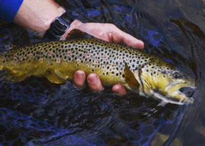 Fly fishing Chattanooga TN with Spotted Dog Outfitters guide service